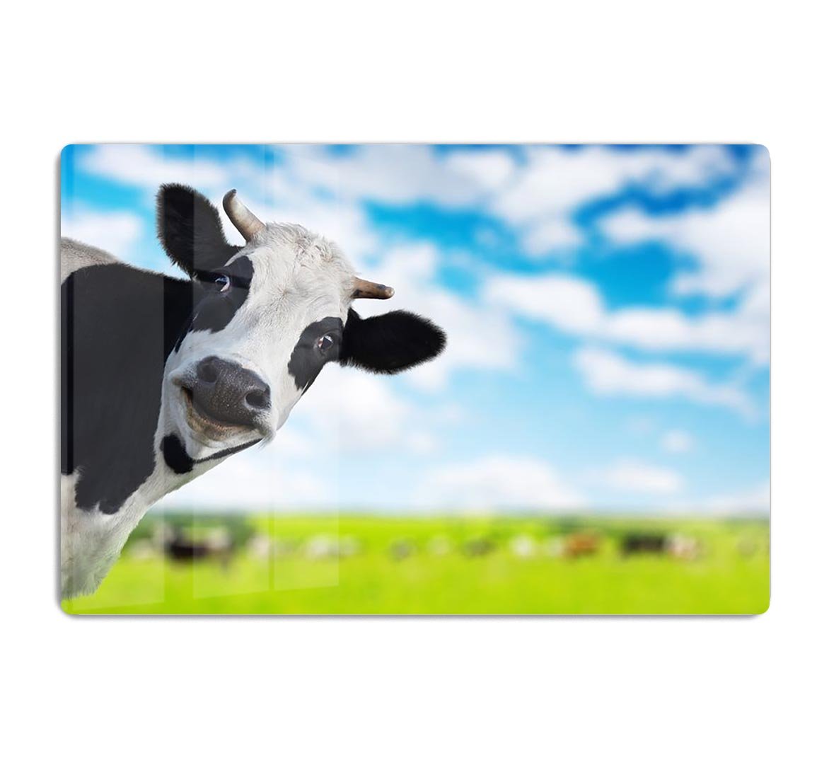 Funny cow looking to a camera HD Metal Print - Canvas Art Rocks - 1