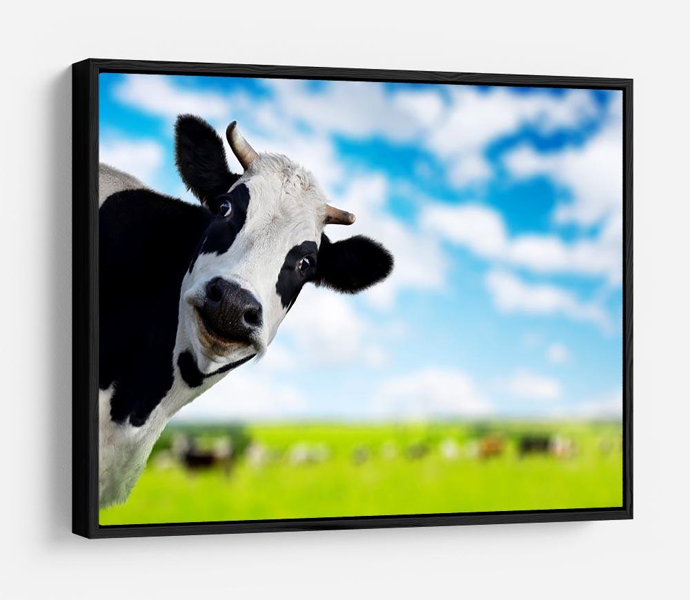Funny cow looking to a camera HD Metal Print - Canvas Art Rocks - 6