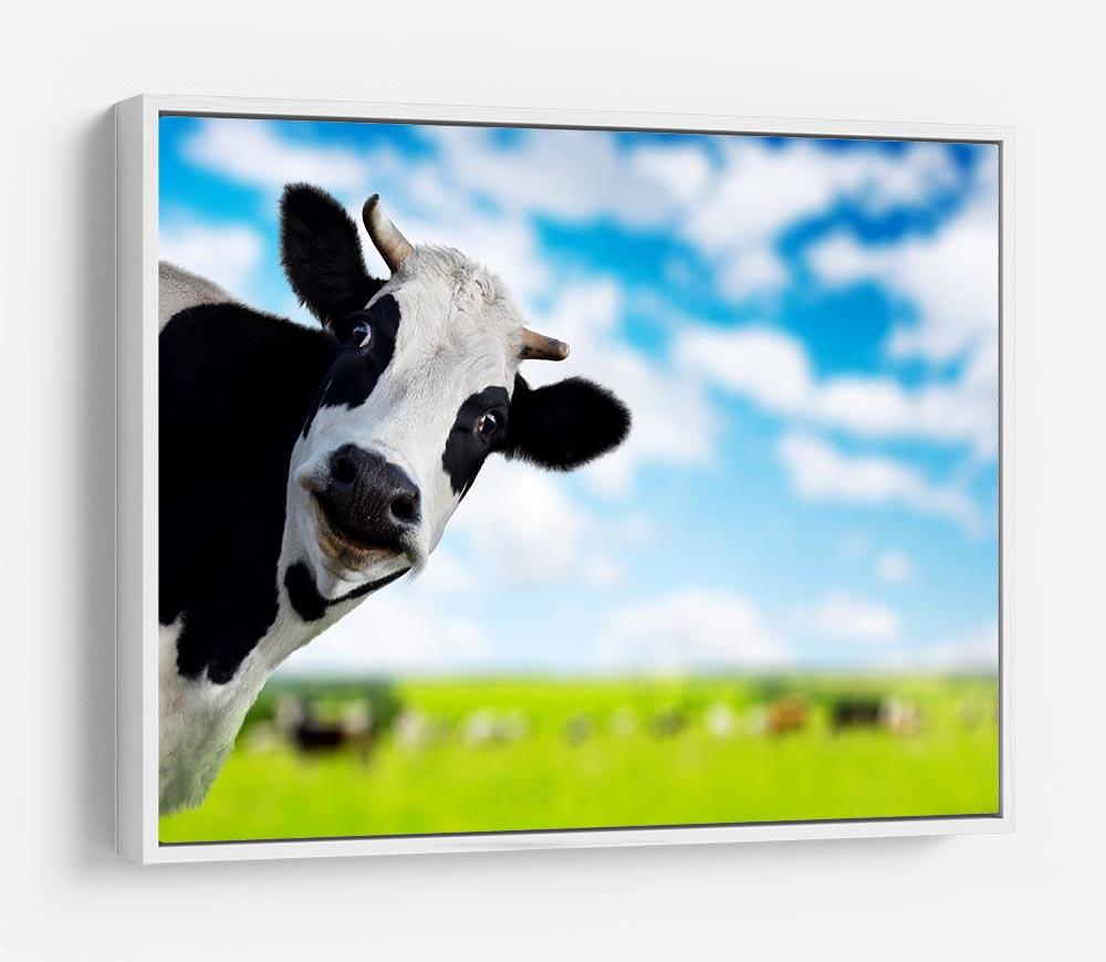 Funny cow looking to a camera HD Metal Print - Canvas Art Rocks - 7