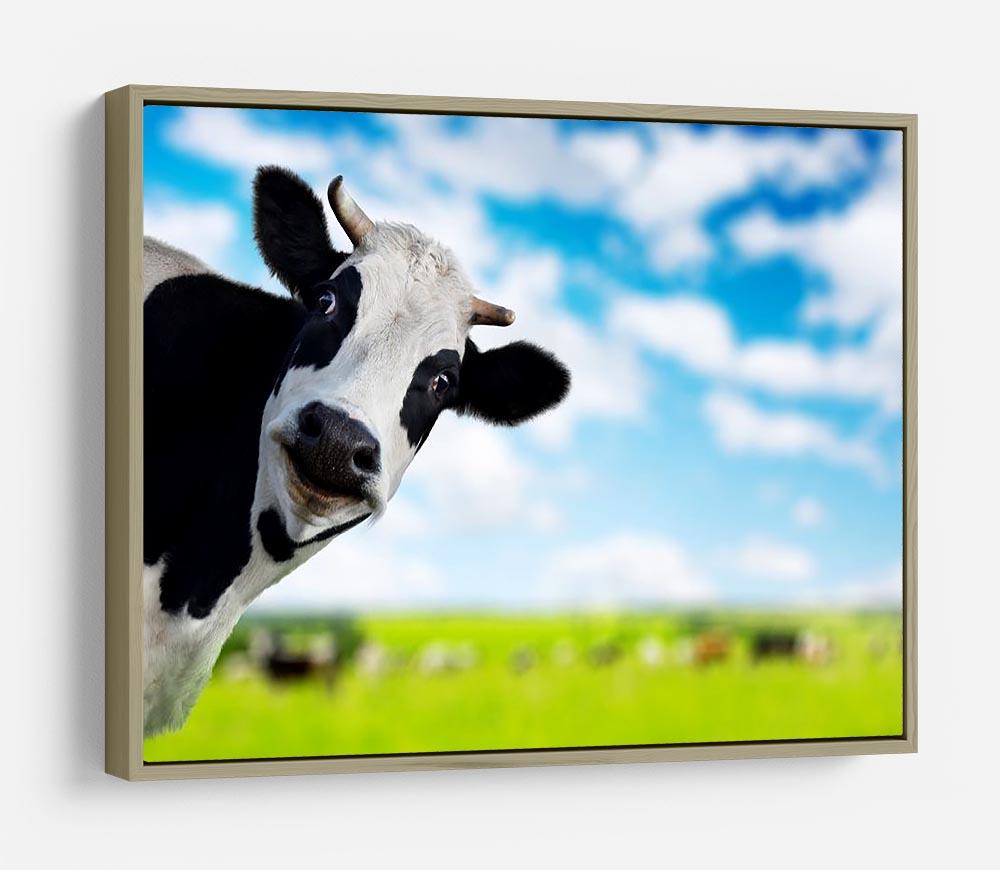 Funny cow looking to a camera HD Metal Print - Canvas Art Rocks - 8