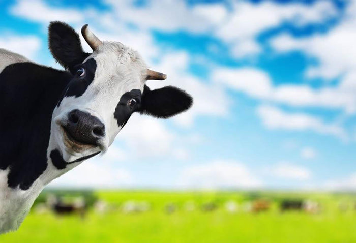 Funny cow looking to a camera Wall Mural Wallpaper