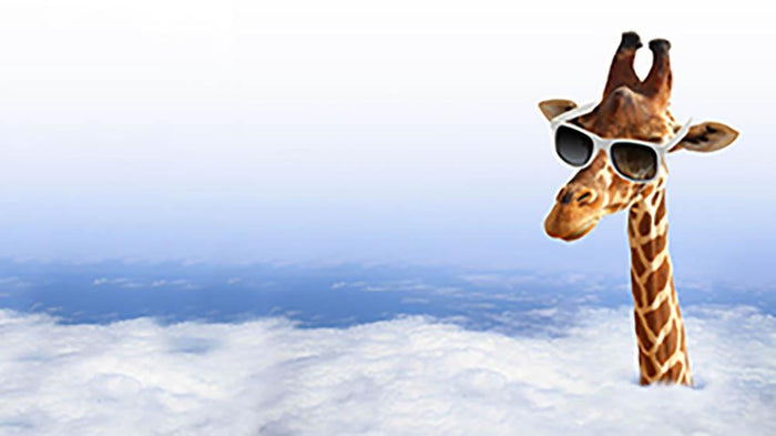 Funny giraffe with sunglasses coming out of the clouds Wall Mural Wallpaper