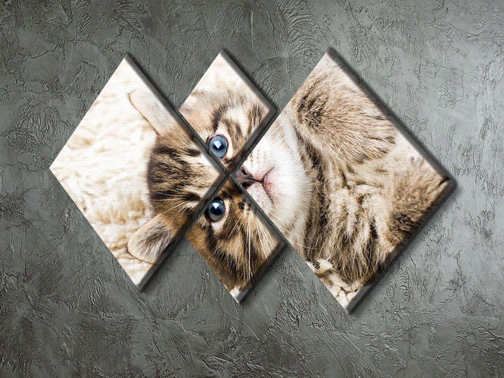 Funny kitten in carpet 4 Square Multi Panel Canvas - Canvas Art Rocks - 2