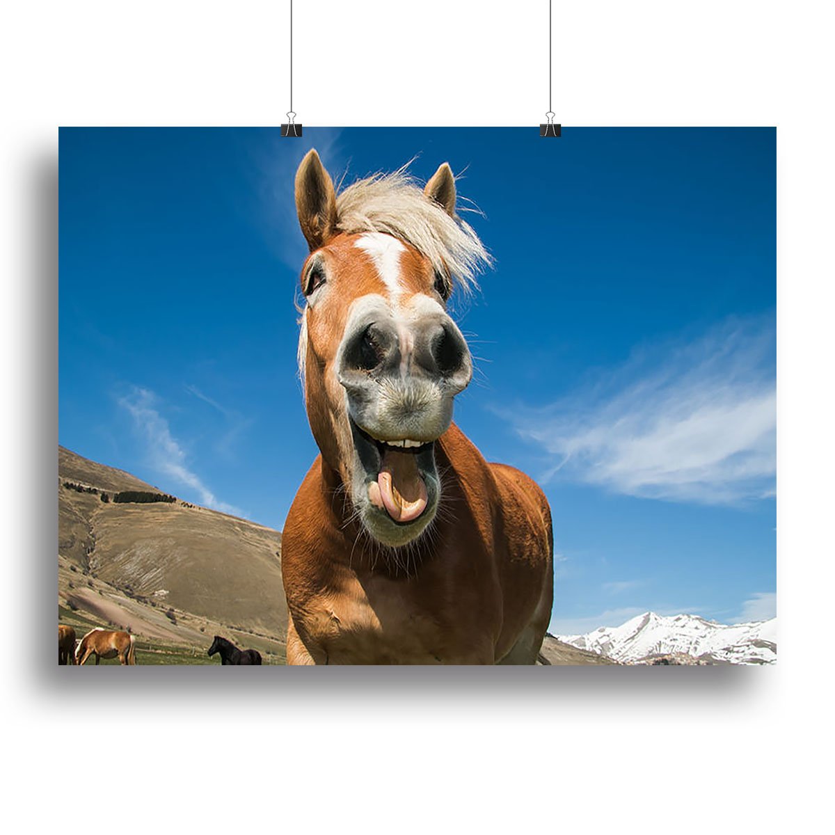 Funny shot of horse with crazy expression Canvas Print or Poster