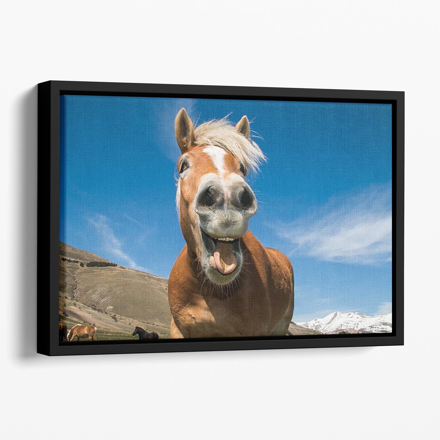 Funny shot of horse with crazy expression Floating Framed Canvas - Canvas Art Rocks - 1