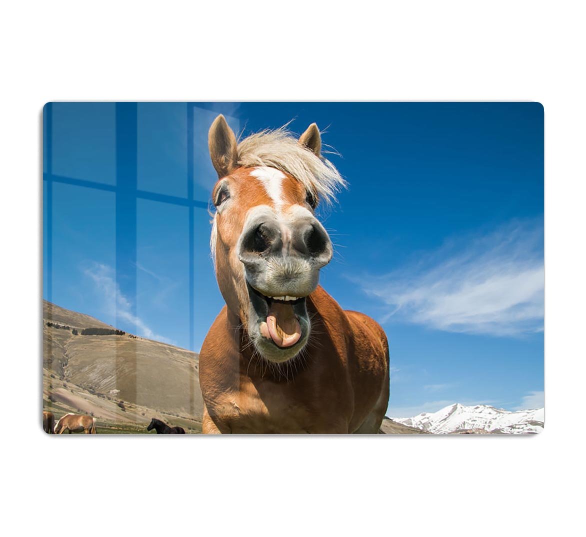 Funny shot of horse with crazy expression HD Metal Print - Canvas Art Rocks - 1