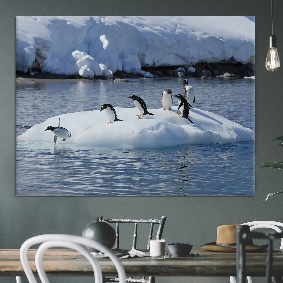 Gentoo Penguin playtime Canvas Print or Poster