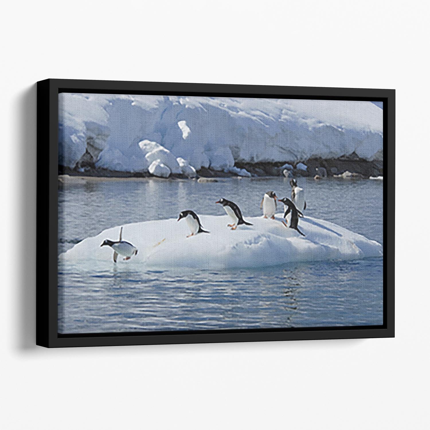 Gentoo Penguin playtime Floating Framed Canvas - Canvas Art Rocks - 1