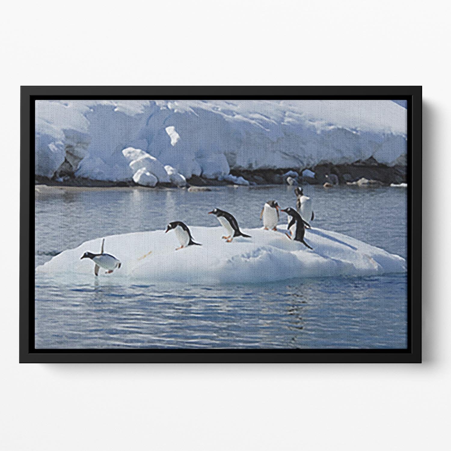 Gentoo Penguin playtime Floating Framed Canvas - Canvas Art Rocks - 2
