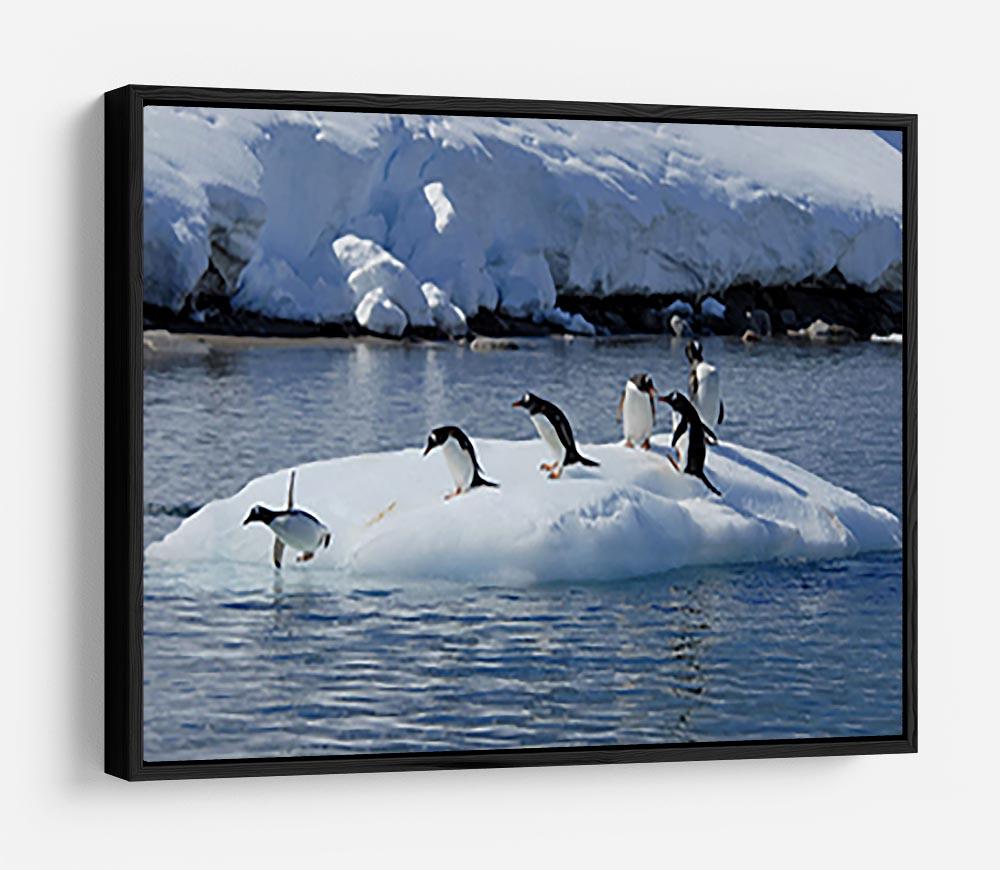 Gentoo Penguin playtime HD Metal Print - Canvas Art Rocks - 6