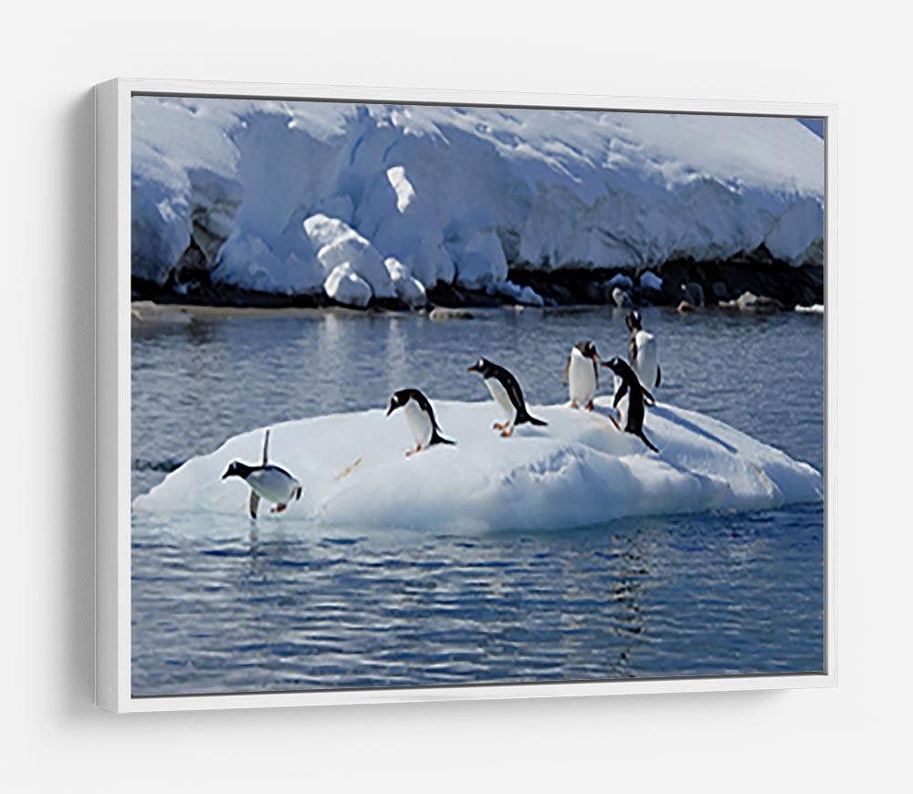 Gentoo Penguin playtime HD Metal Print - Canvas Art Rocks - 7