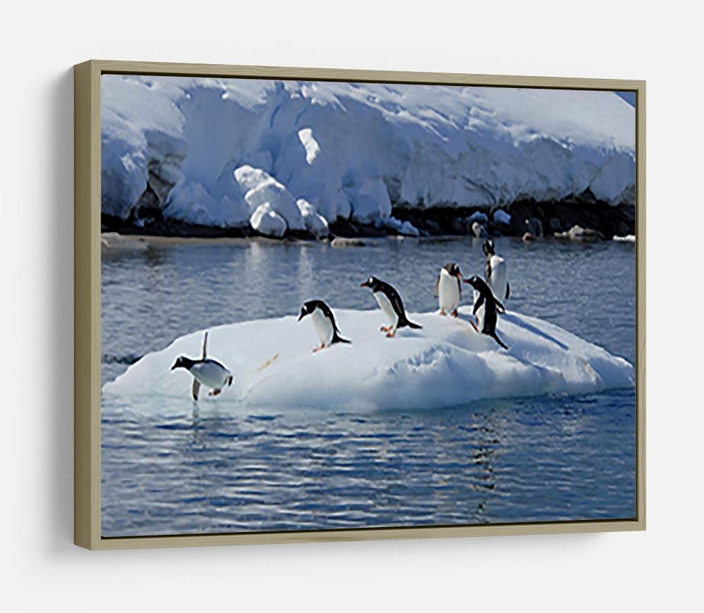 Gentoo Penguin playtime HD Metal Print - Canvas Art Rocks - 8