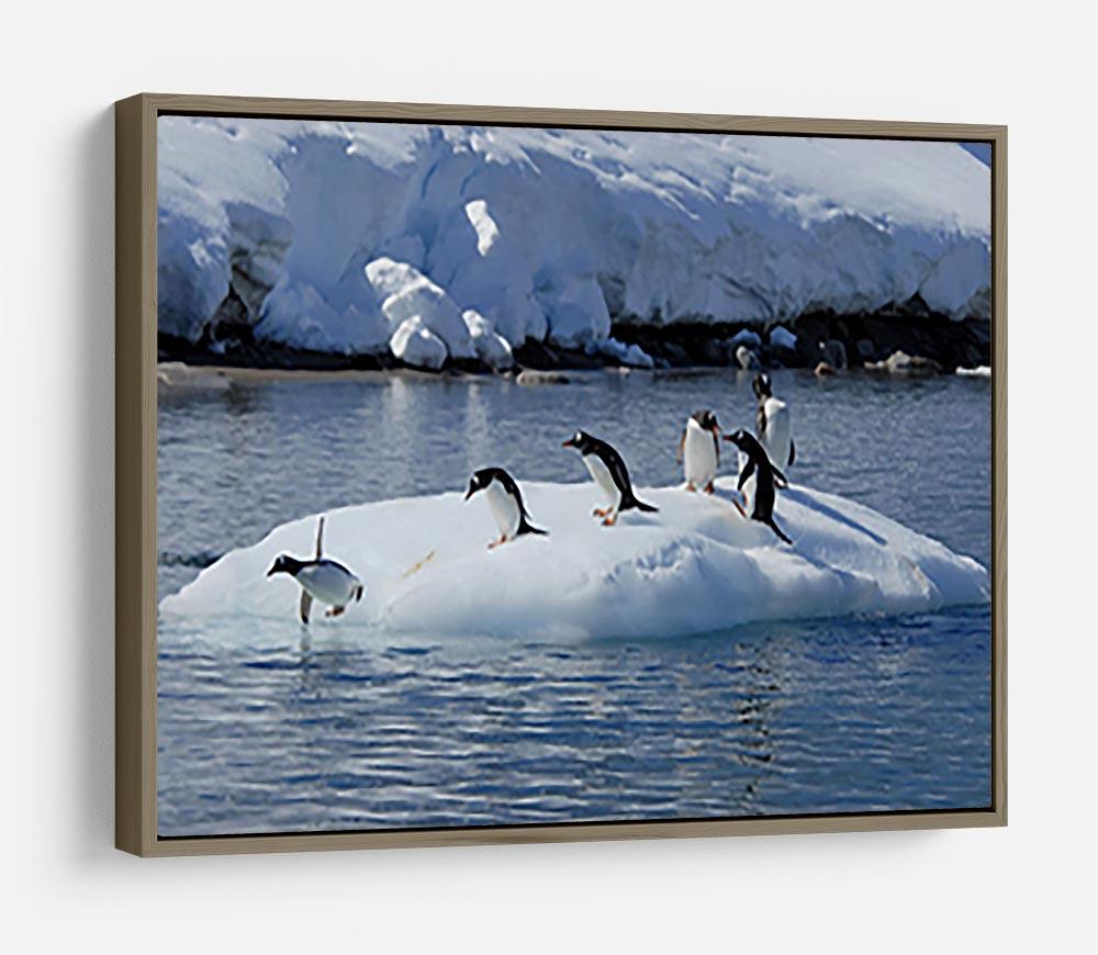 Gentoo Penguin playtime HD Metal Print - Canvas Art Rocks - 10