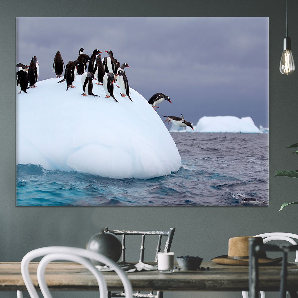 Gentoo penguin jumping into water Canvas Print or Poster
