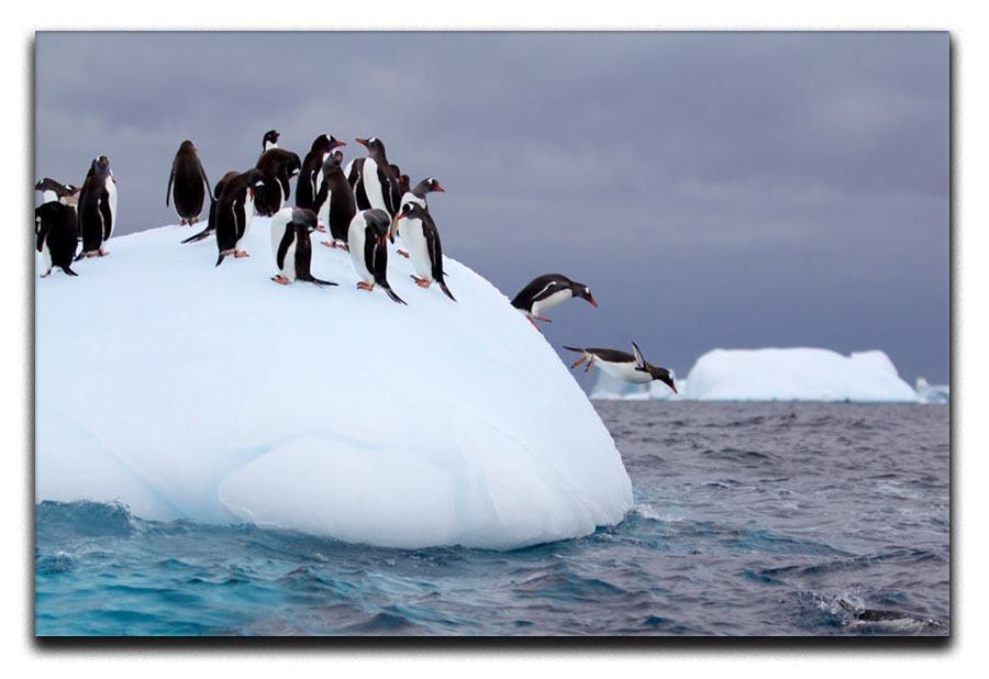 Gentoo penguin jumping into water Canvas Print or Poster - Canvas Art Rocks - 1