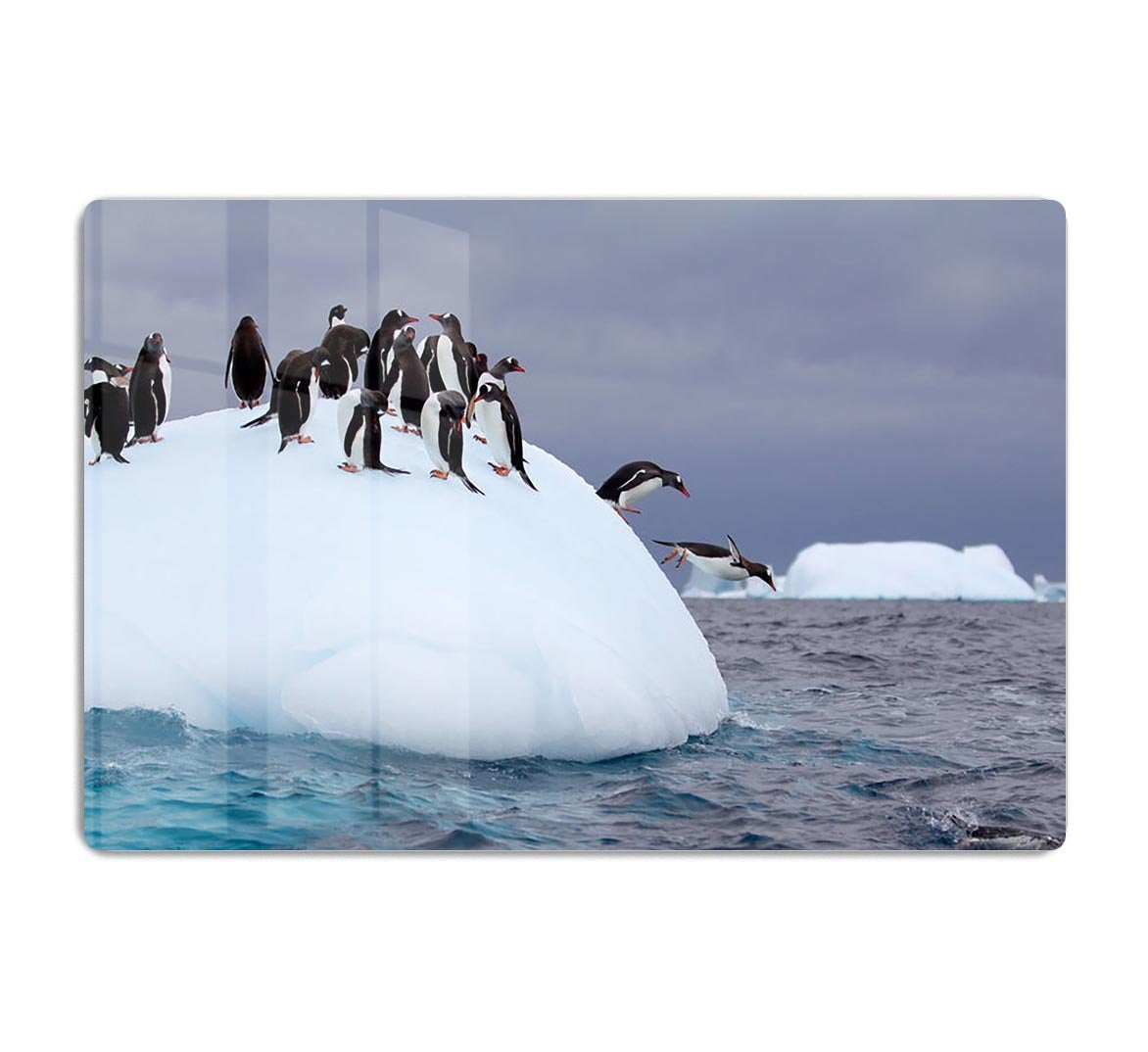 Gentoo penguin jumping into water HD Metal Print - Canvas Art Rocks - 1