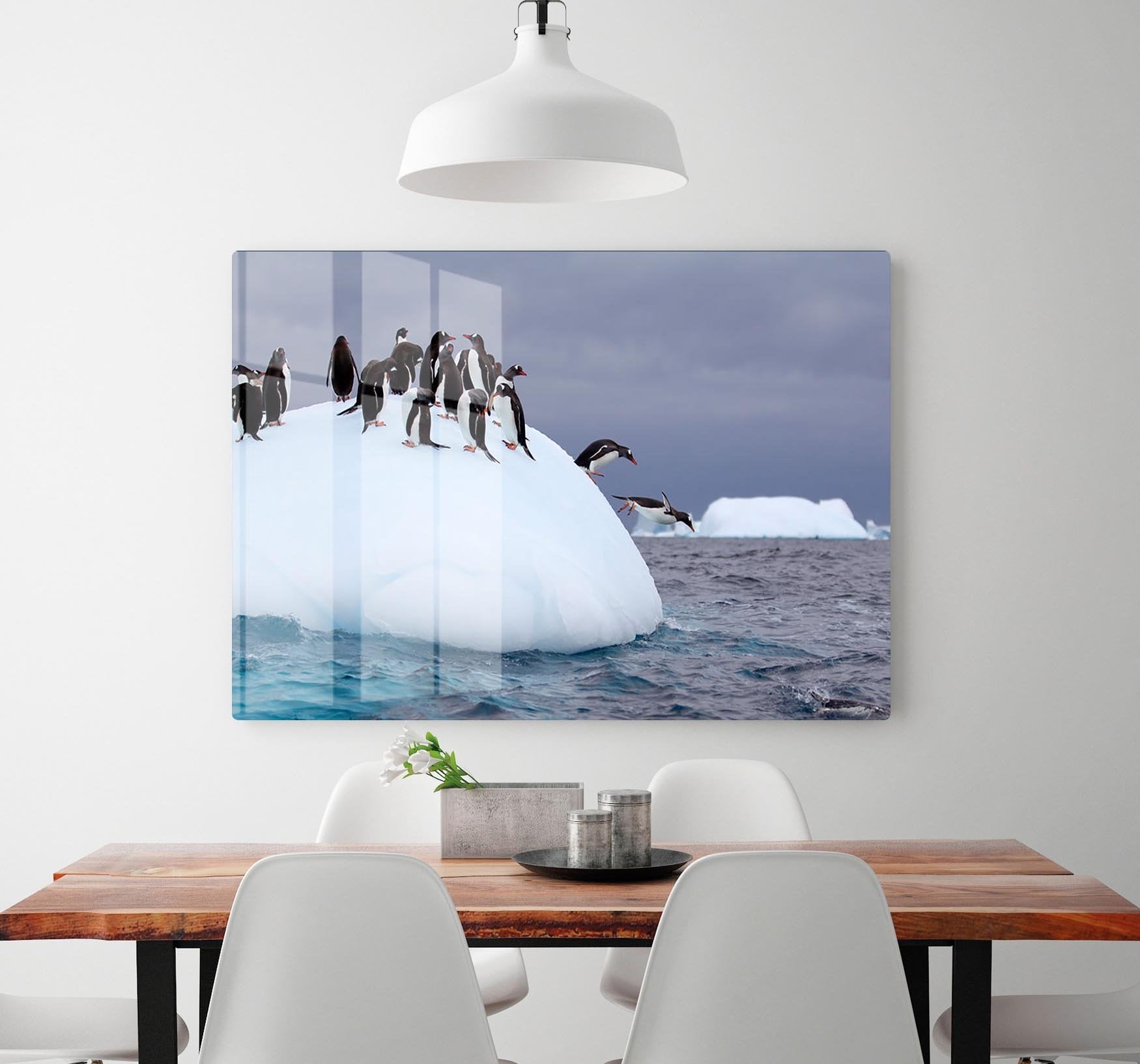 Gentoo penguin jumping into water HD Metal Print - Canvas Art Rocks - 2