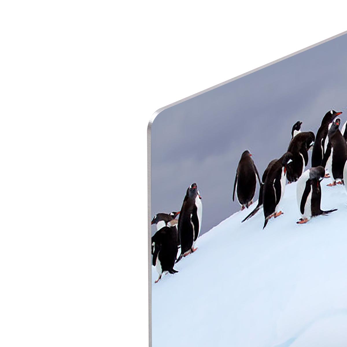 Gentoo penguin jumping into water HD Metal Print - Canvas Art Rocks - 4