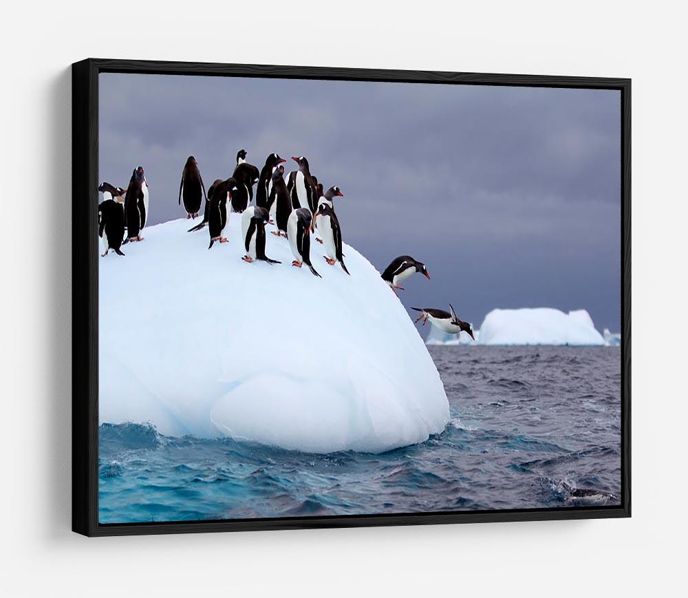 Gentoo penguin jumping into water HD Metal Print - Canvas Art Rocks - 6