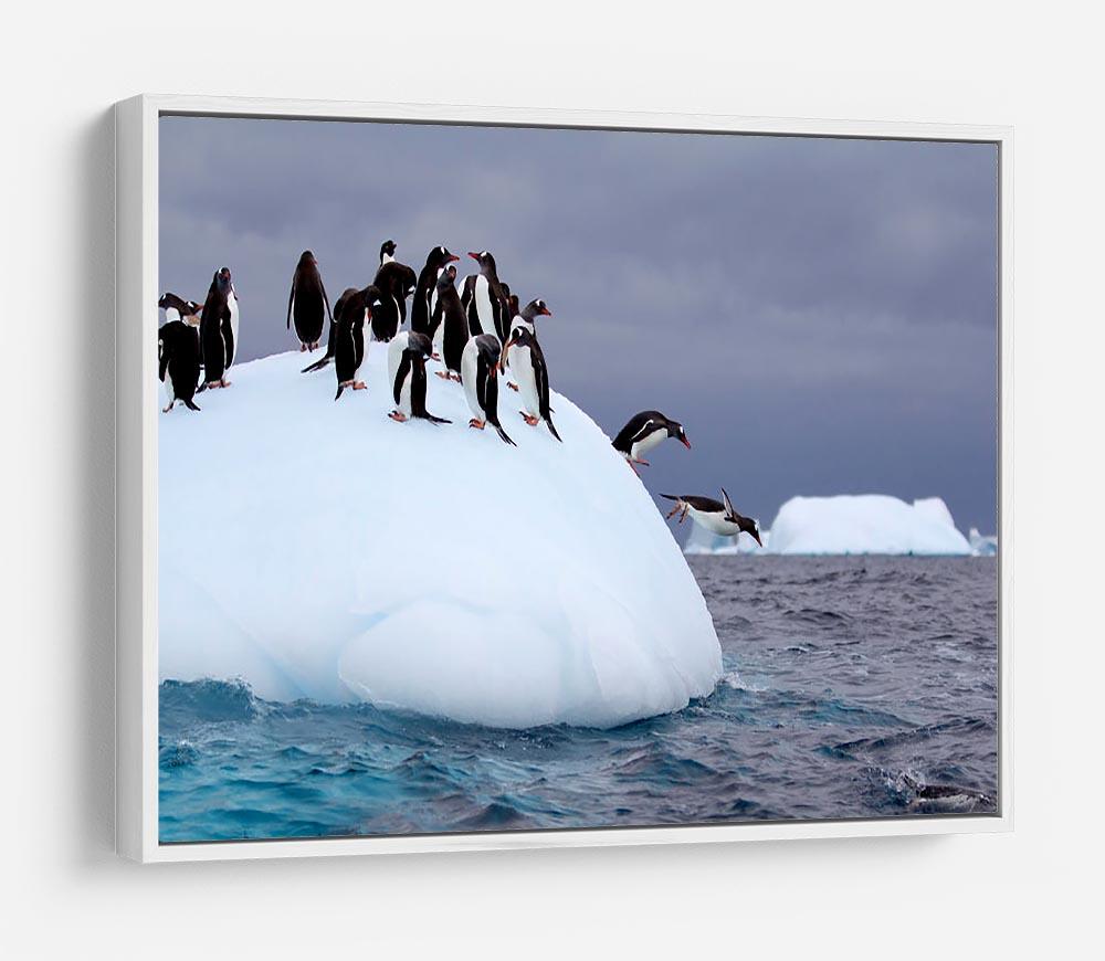 Gentoo penguin jumping into water HD Metal Print - Canvas Art Rocks - 7