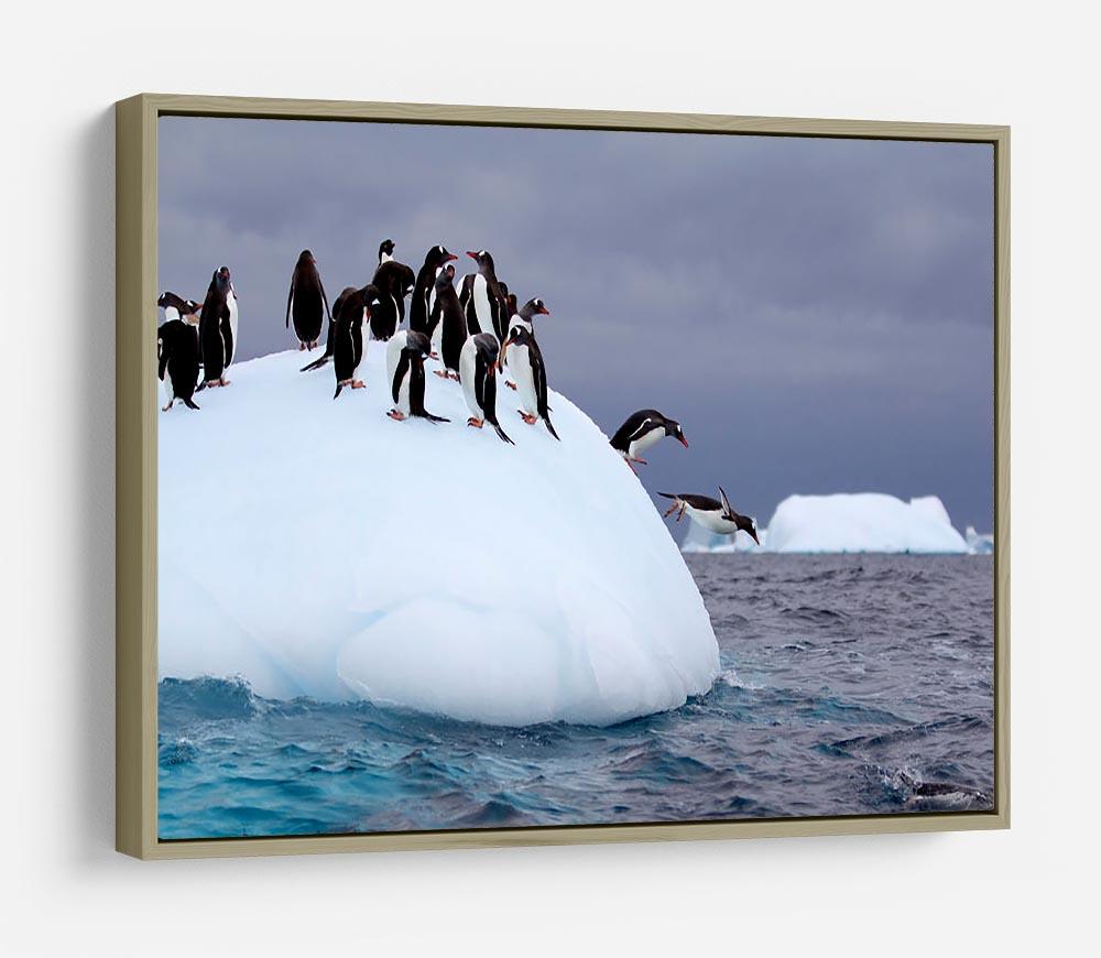 Gentoo penguin jumping into water HD Metal Print - Canvas Art Rocks - 8