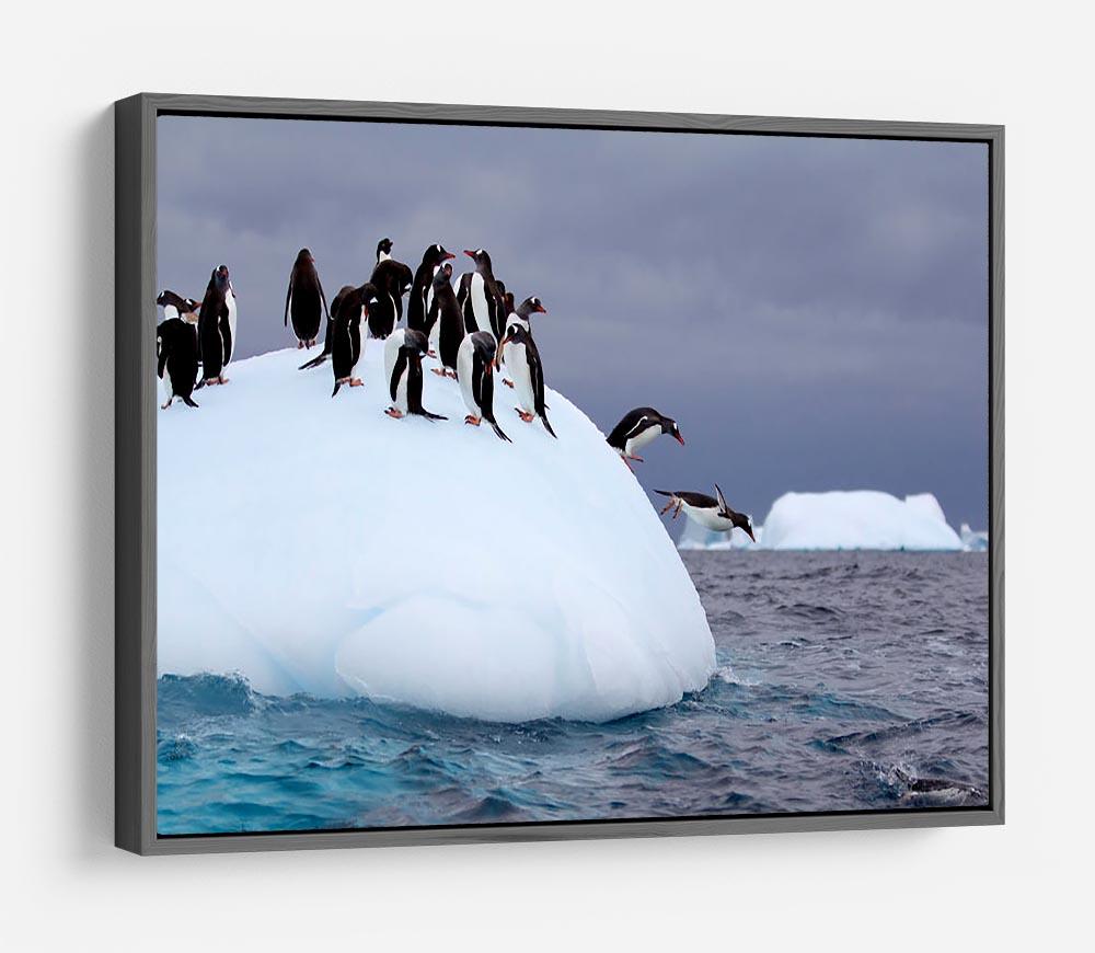 Gentoo penguin jumping into water HD Metal Print - Canvas Art Rocks - 9