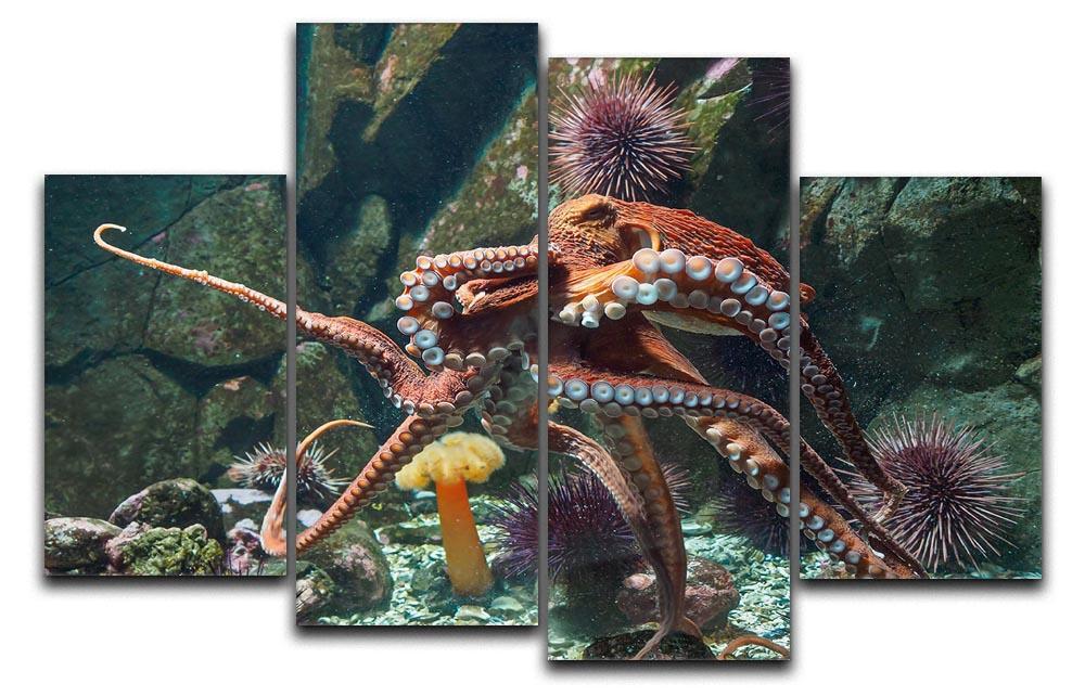 Giant Pacific octopus 4 Split Panel Canvas  - Canvas Art Rocks - 1