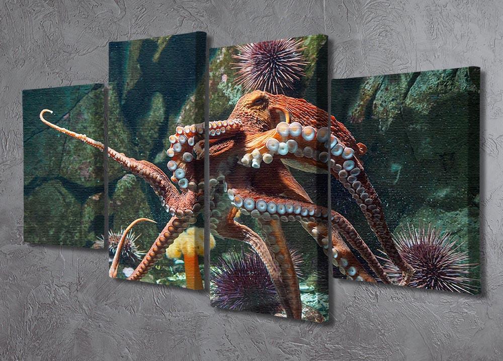 Giant Pacific octopus 4 Split Panel Canvas  - Canvas Art Rocks - 2