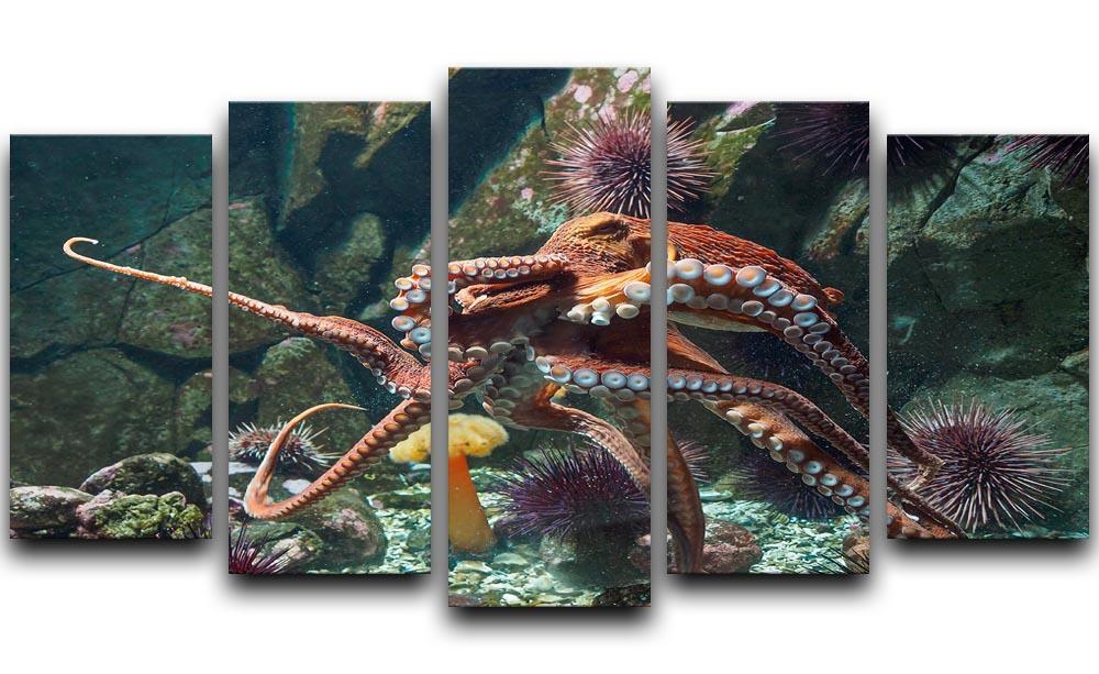 Giant Pacific octopus 5 Split Panel Canvas  - Canvas Art Rocks - 1