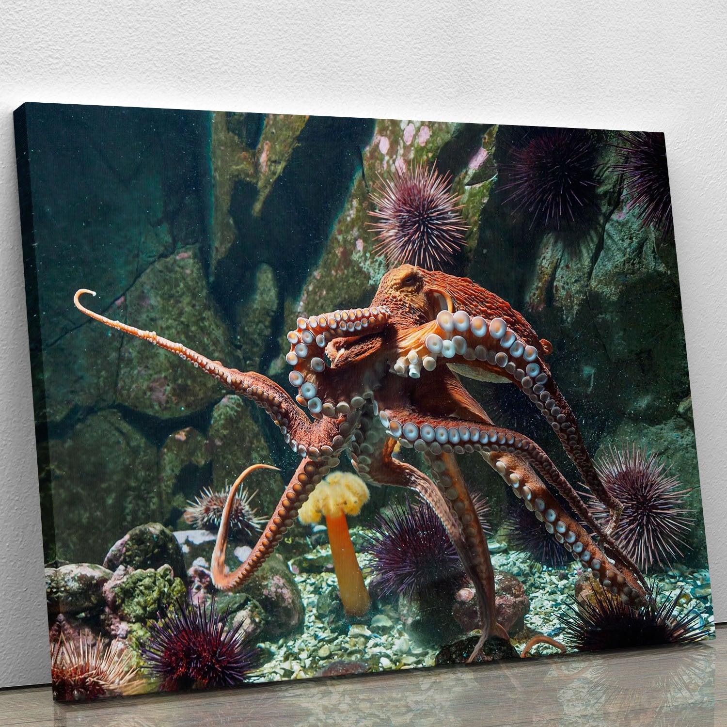 Giant Pacific octopus Canvas Print or Poster
