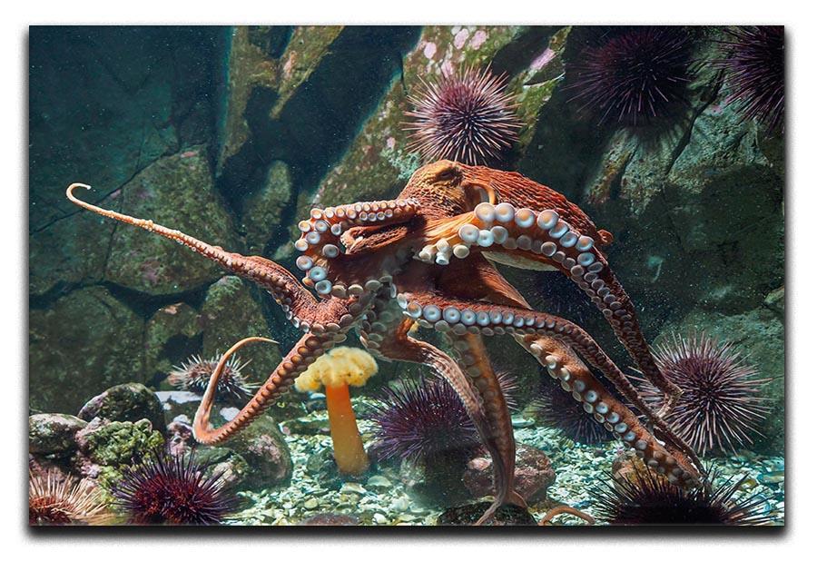 Giant Pacific octopus Canvas Print or Poster  - Canvas Art Rocks - 1