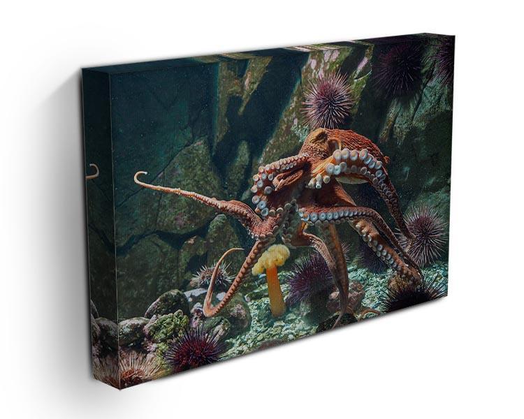 Giant Pacific octopus Canvas Print or Poster - Canvas Art Rocks - 3