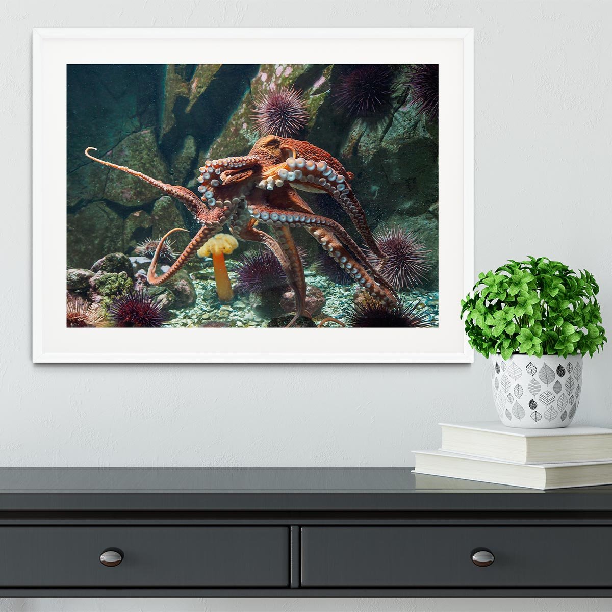 Giant Pacific octopus Framed Print - Canvas Art Rocks - 5