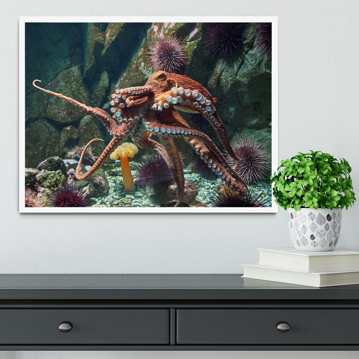 Giant Pacific octopus Framed Print - Canvas Art Rocks -6