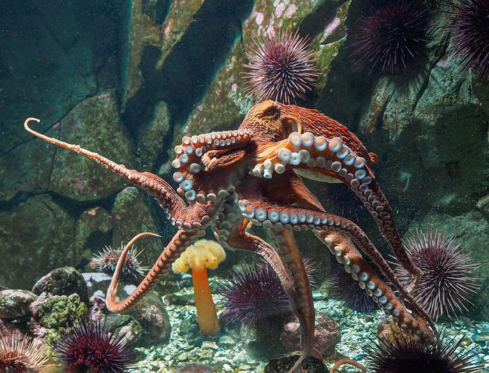 Giant Pacific octopus Wall Mural Wallpaper