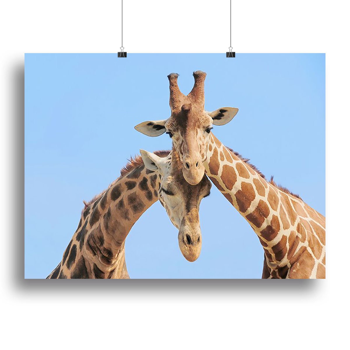 Giraffe couple in love with blue sky on background Canvas Print or Poster