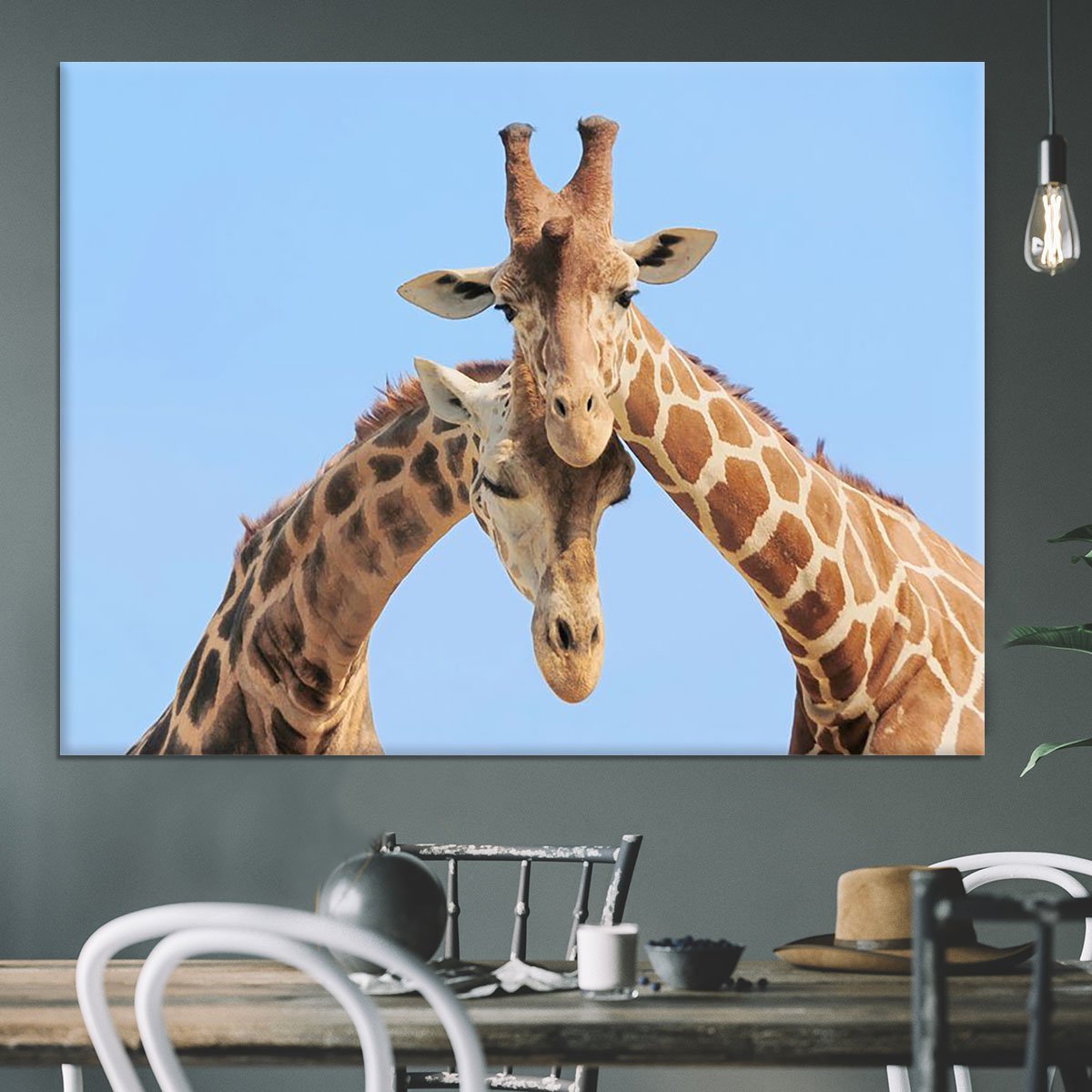 Giraffe couple in love with blue sky on background Canvas Print or Poster