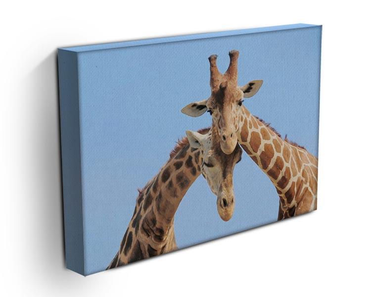 Giraffe couple in love with blue sky on background Canvas Print or Poster - Canvas Art Rocks - 3