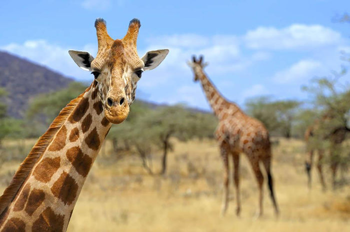 Giraffe in national park Kenya Wall Mural Wallpaper