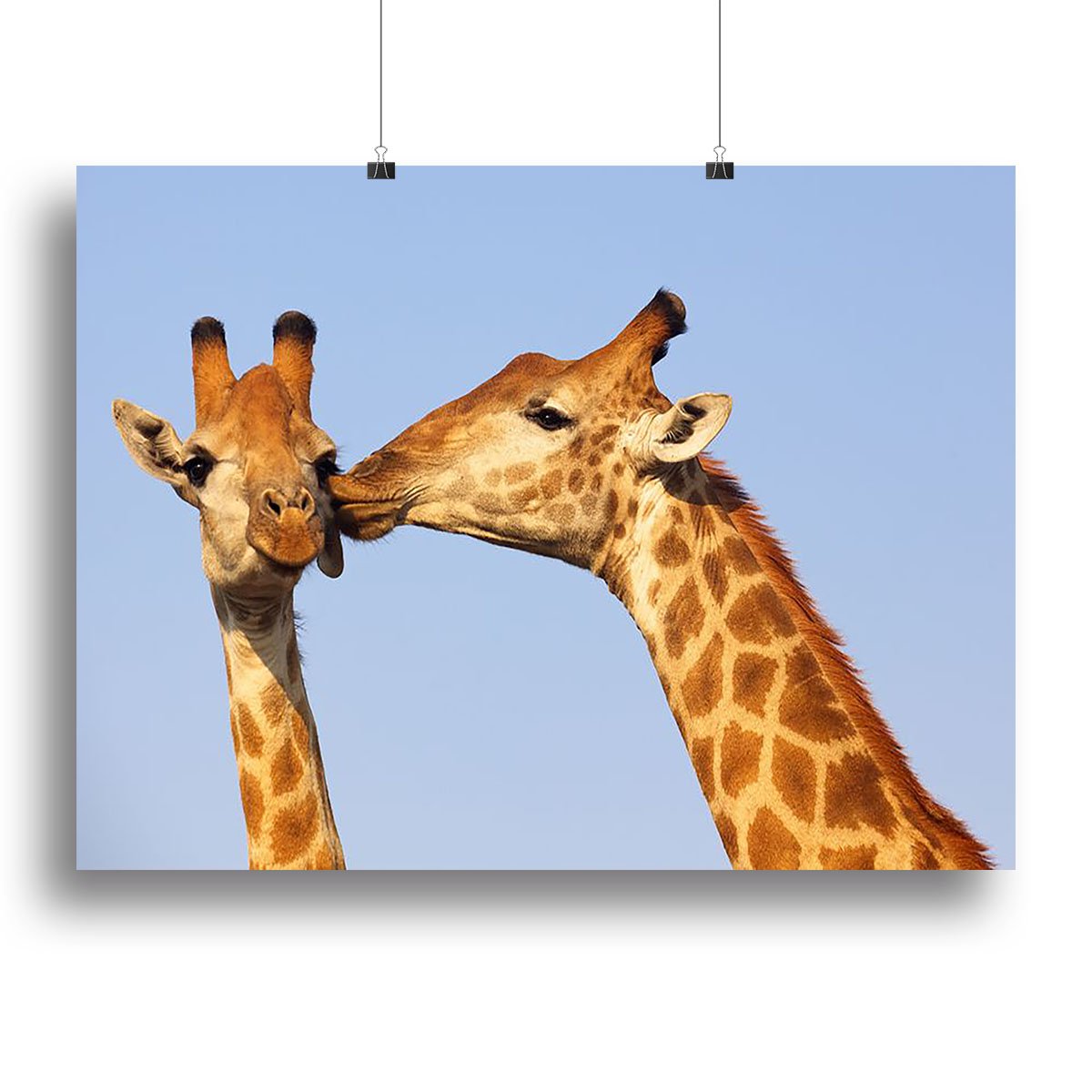 Giraffe pair bonding Canvas Print or Poster
