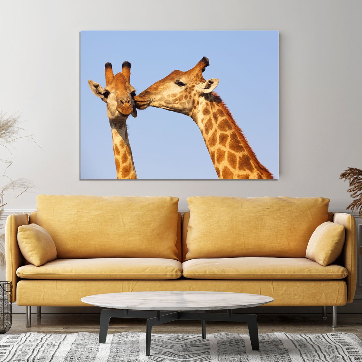 Giraffe pair bonding Canvas Print or Poster