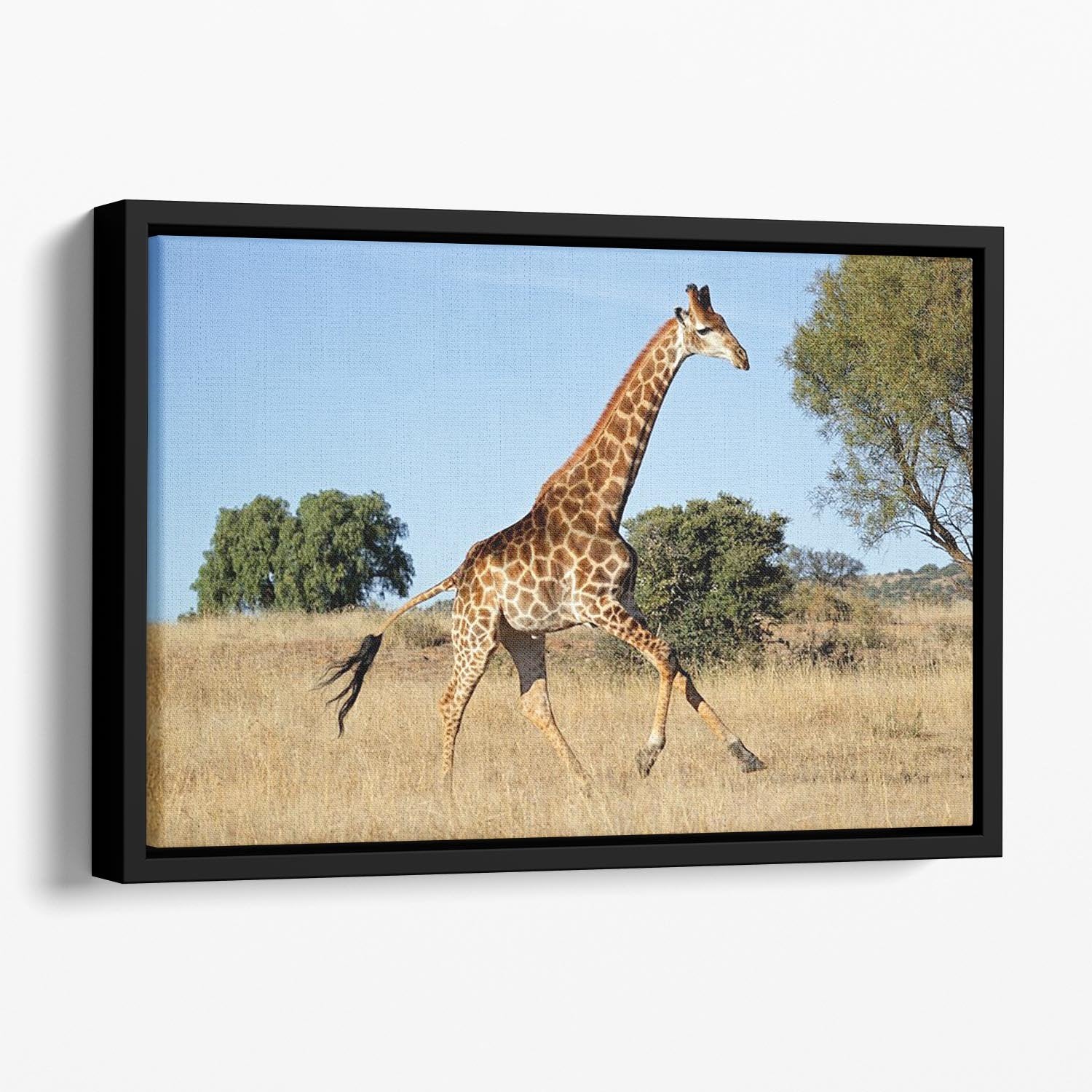 Giraffe running on the African plains South Africa Floating Framed Canvas - Canvas Art Rocks - 1