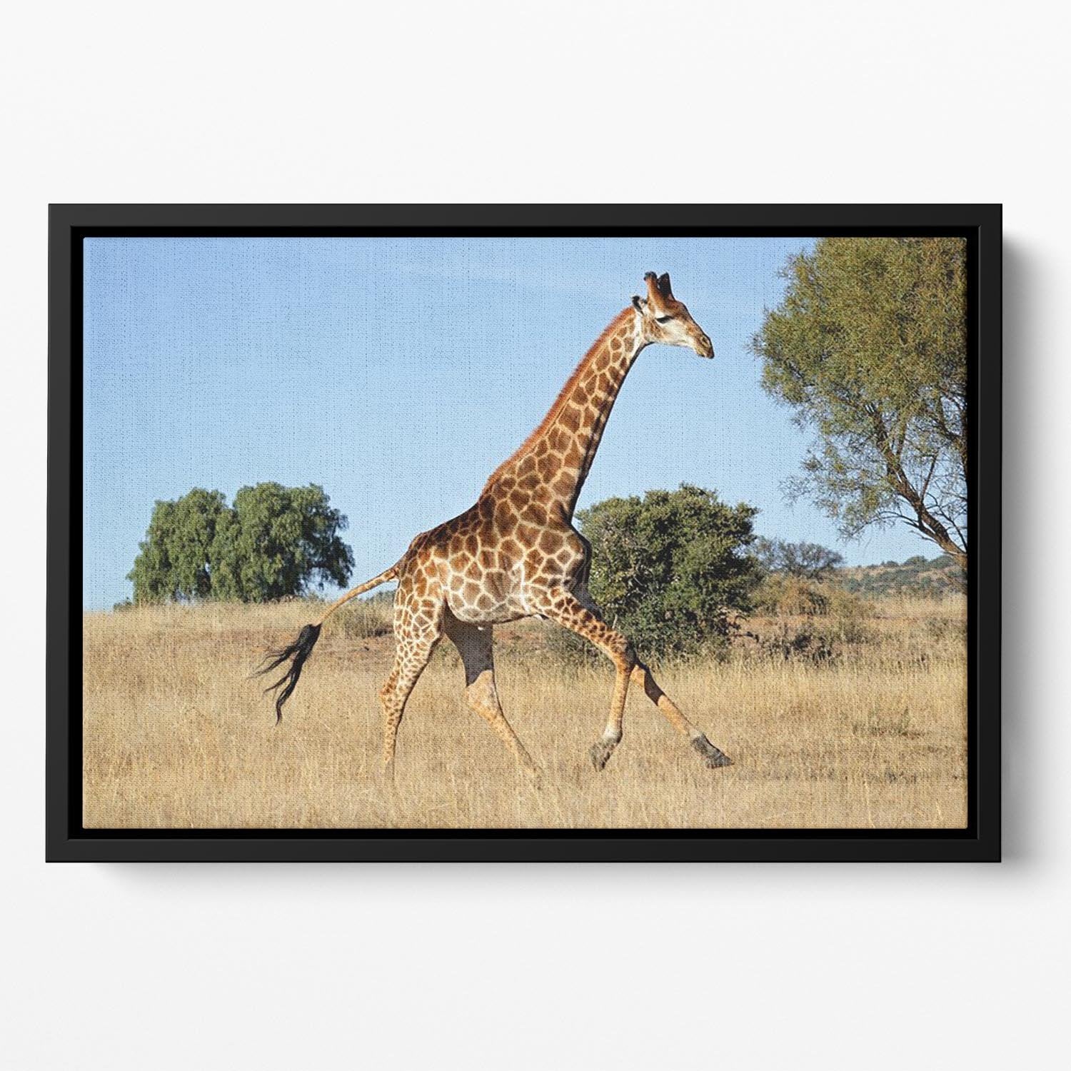 Giraffe running on the African plains South Africa Floating Framed Canvas - Canvas Art Rocks - 2