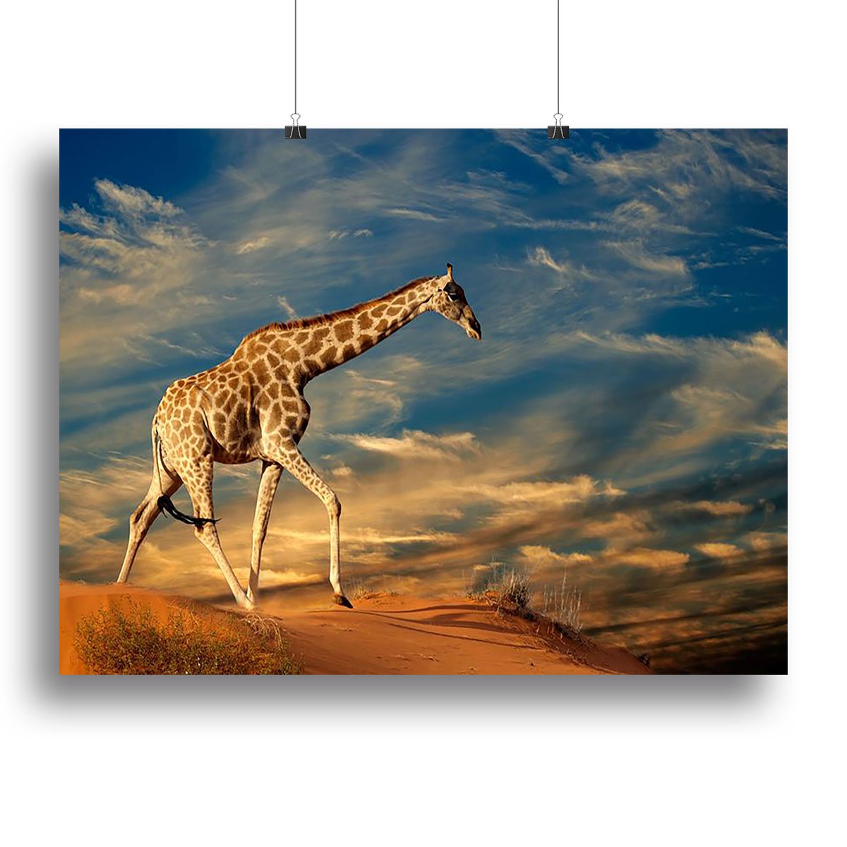 Giraffe walking on a sand dune with clouds South Africa Canvas Print or Poster