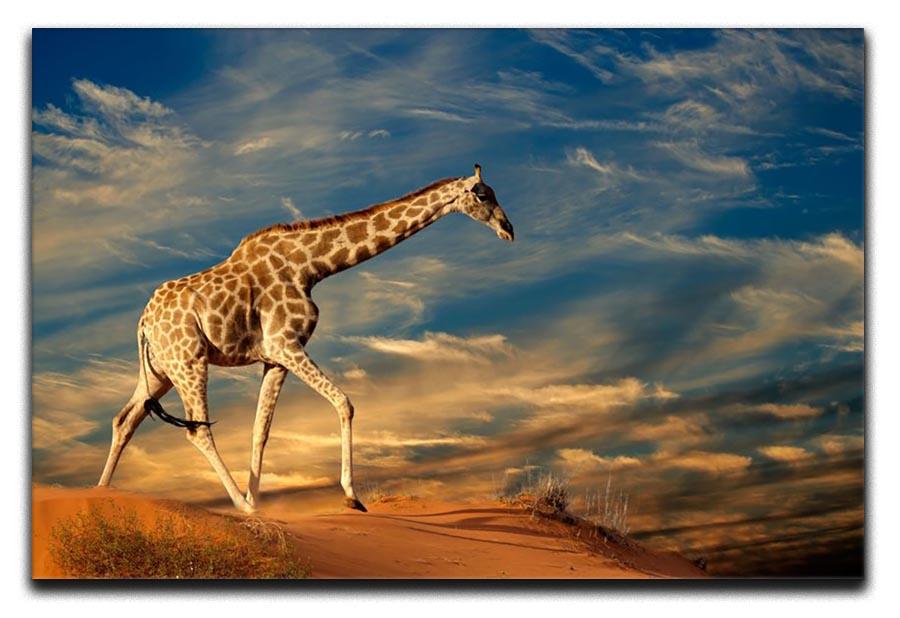 Giraffe walking on a sand dune with clouds South Africa Canvas Print or Poster - Canvas Art Rocks - 1
