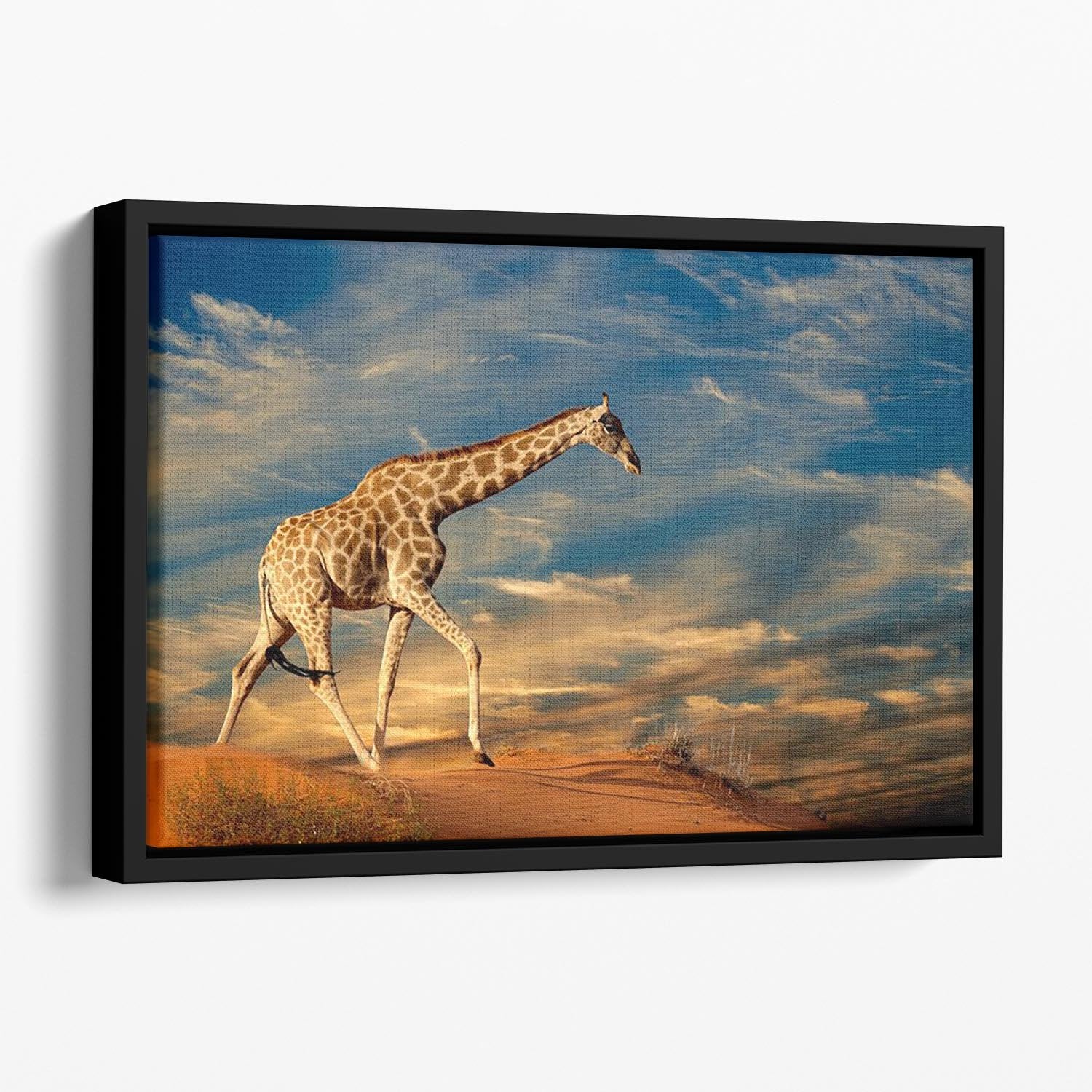 Giraffe walking on a sand dune with clouds South Africa Floating Framed Canvas - Canvas Art Rocks - 1