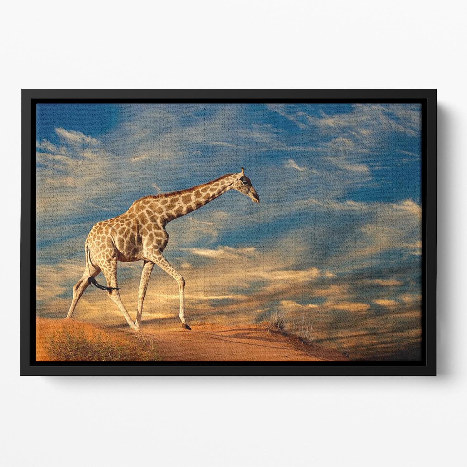 Giraffe walking on a sand dune with clouds South Africa Floating Framed Canvas - Canvas Art Rocks - 2