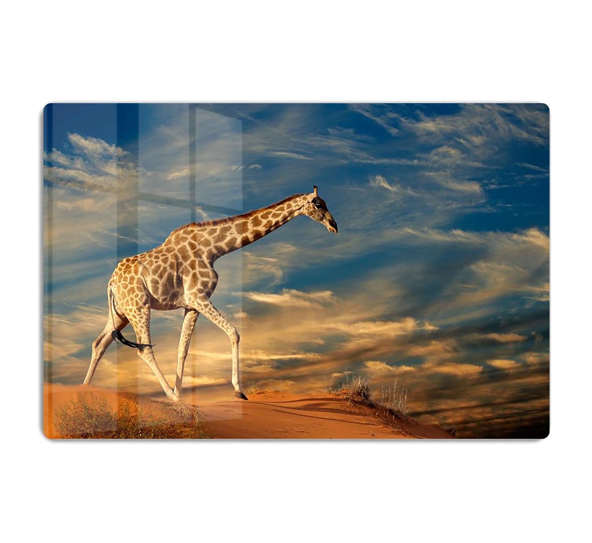 Giraffe walking on a sand dune with clouds South Africa HD Metal Print - Canvas Art Rocks - 1
