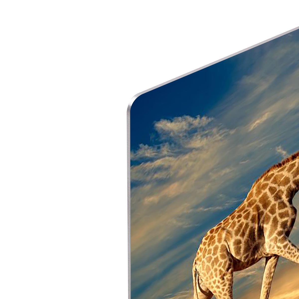 Giraffe walking on a sand dune with clouds South Africa HD Metal Print - Canvas Art Rocks - 4