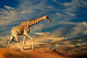 Giraffe walking on a sand dune with clouds South Africa Wall Mural Wallpaper - Canvas Art Rocks - 1